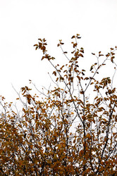 Similar image 1426451