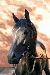 Similar image 1427011