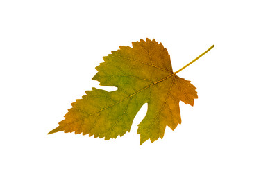 Similar image 1427139