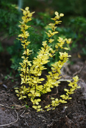 Similar image 1427300