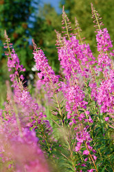 Similar image 1427394