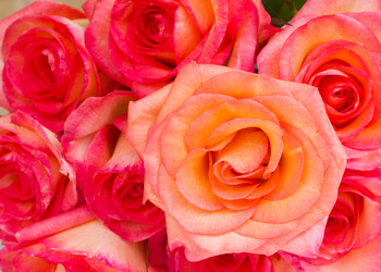 Similar image 1427404