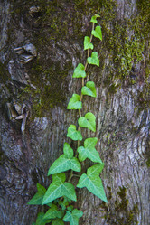 Similar image 1427532