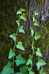 Similar image 1427534