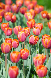 Similar image 1428156