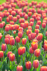 Similar image 1428223