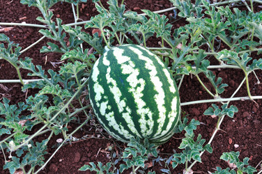 Similar image 1428884