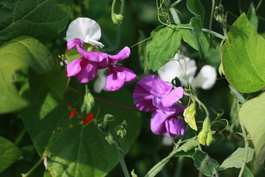 Similar image 1429113