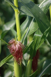 Similar image 1429116