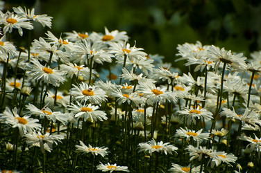 Similar image 1429154