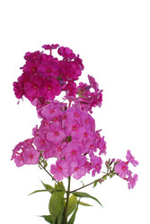 Similar image 1429196