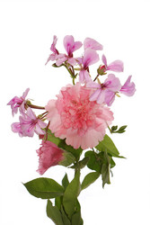 Similar image 1429204