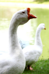 Similar image 1429363