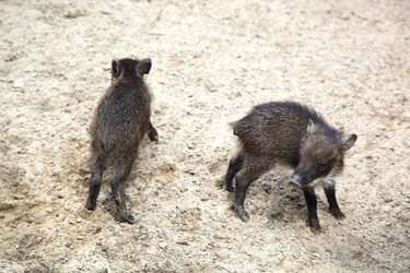 Similar image 1429369