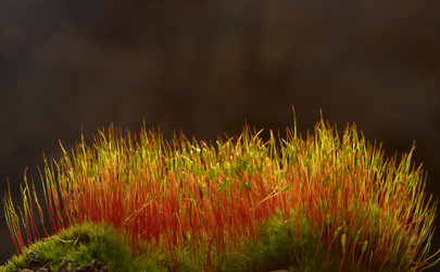 Similar image 1429374