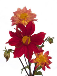 Similar image 1429501