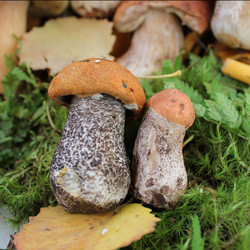 Similar image 1429516