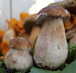 Similar image 1429519