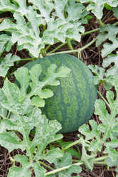 Similar image 1429612