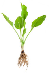 Similar image 1429621