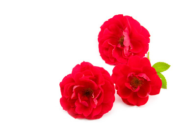 Similar image 1429687