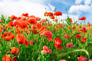 Similar image 1429705