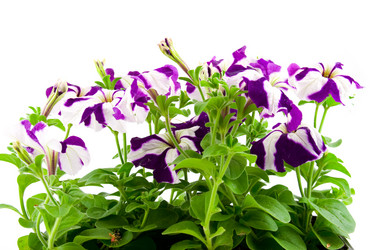 Similar image 1429739