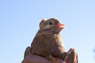 Similar image 1429774