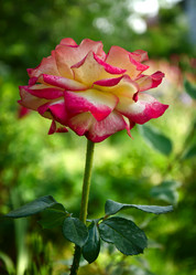 Similar image 1429911