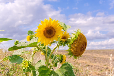 Similar image 1429915