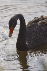 Similar image 1430454