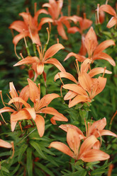 Similar image 1430491