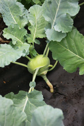 Similar image 1430545