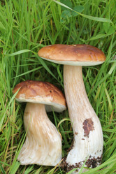 Similar image 1430706