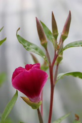 Similar image 1430739