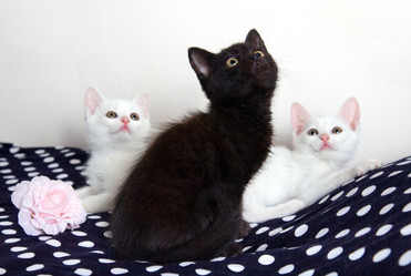 Similar image 1431017