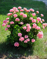 Similar image 1431448