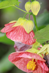 Similar image 1432185