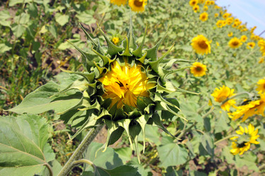 Similar image 1432288