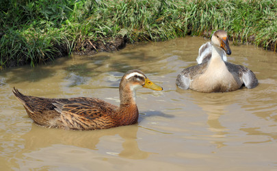 Similar image 1432309