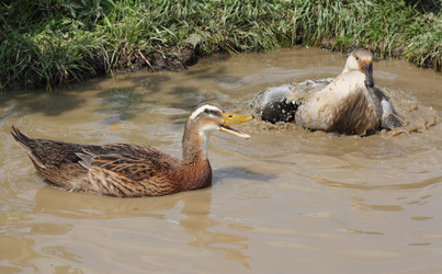 Similar image 1432310