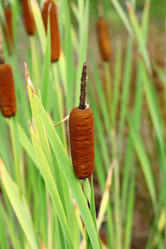 Similar image 1432335