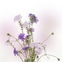 Similar image 1433046