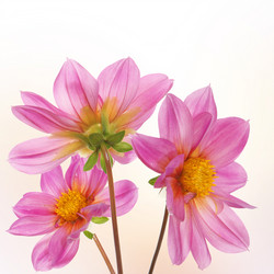 Similar image 1433054