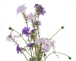 Similar image 1433058