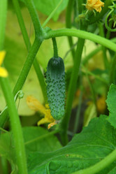 Similar image 1433774