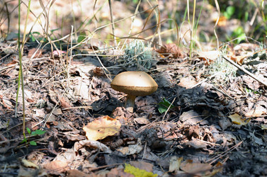 Similar image 1434424