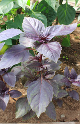 Similar image 1434511