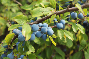 Similar image 1435376