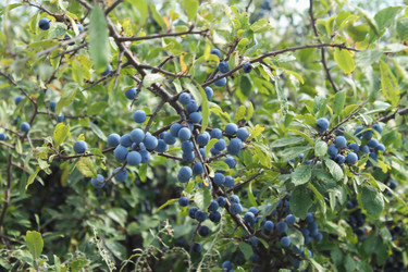 Similar image 1435386